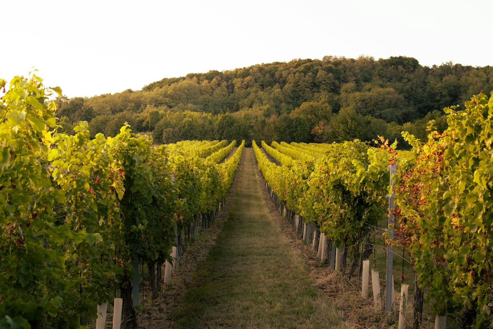 Les vignes du domaine, en agriculture biologique
